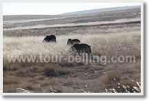 Beijing Inner Mongolia Winter Tours